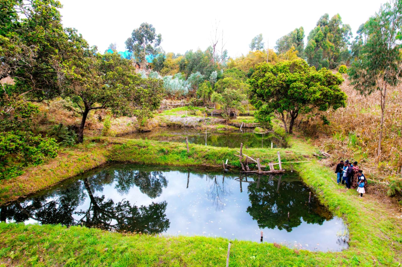 Fish pond landscape